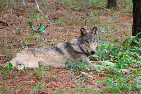 Correction: Judge yet to rule on industry request to delay wolf reintroduction